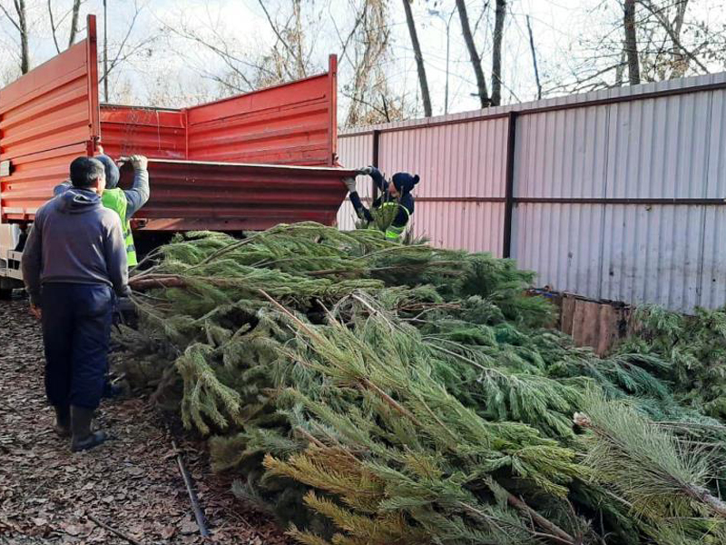 Региональный оператор рассказал, как грамотно утилизировать новогодние елки.