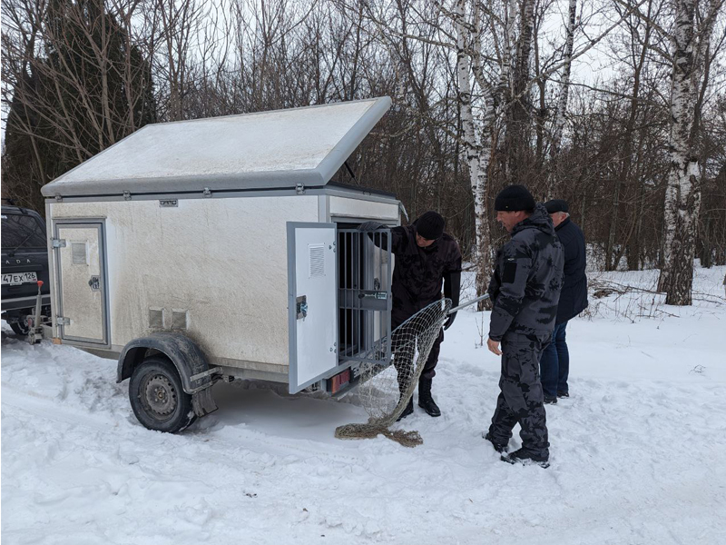 В Ессентуках служба отлова безнадзорных животных перешла на особый график работы.