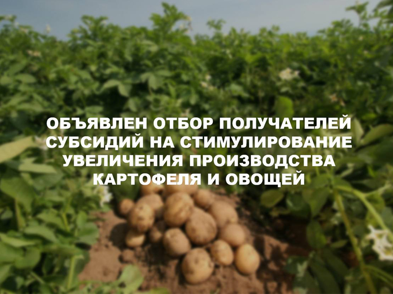 Отбор инвестпроектов по созданию и (или) модернизации хранилищ картофеля, овощей.