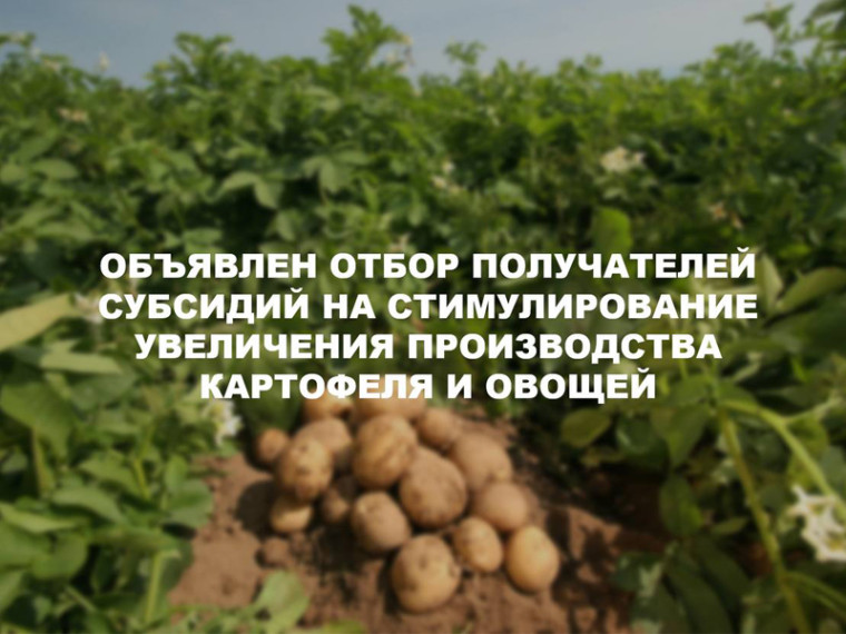 Отбор инвестпроектов по созданию и (или) модернизации хранилищ картофеля, овощей. Отбор инвестпроектов по созданию и (или) модернизации хранилищ картофеля, овощей.